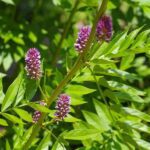 γλυκύρριζα