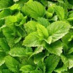 μελισσόχορτο