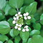 νεροκάρδαμο